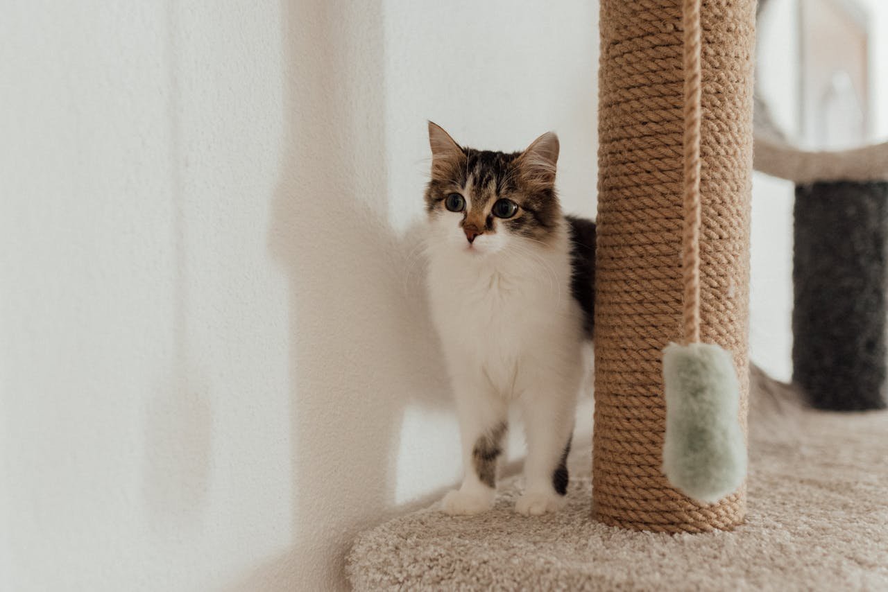 Home Adorable domestic cat standing beside a rope scratching post in a cozy indoor setting.