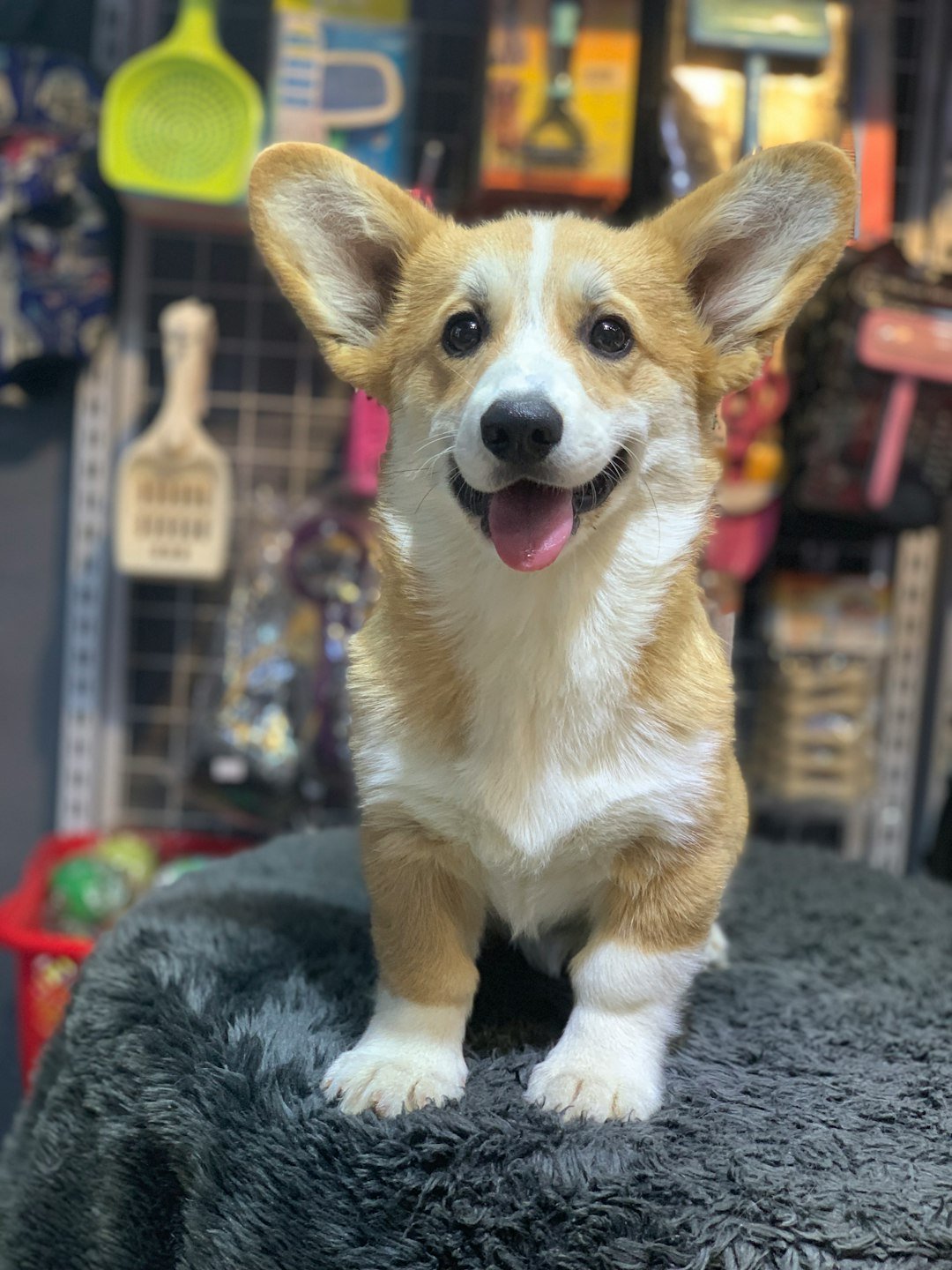 About a-happy-corgi-puppy-sitting-on-a-fuzzy-surface-e-u8epyyb8o