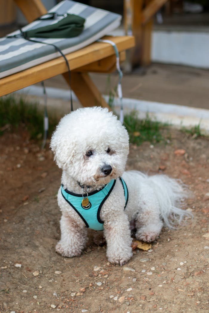 Home Charming Bichon Frise dog sitting on the ground, wearing a blue harness outdoors. Perfect for pet lovers.