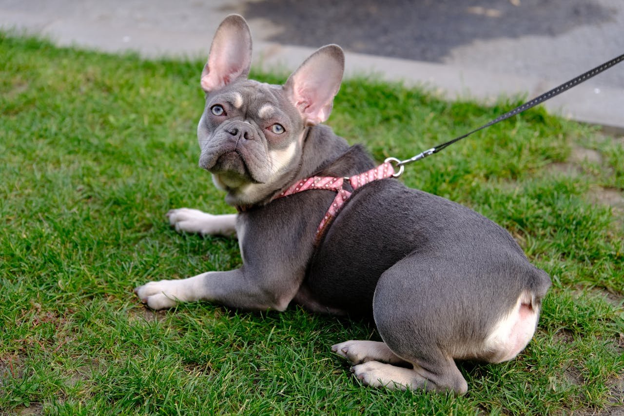 Home French Bulldog with leash lying on green grass outdoors, looking up.