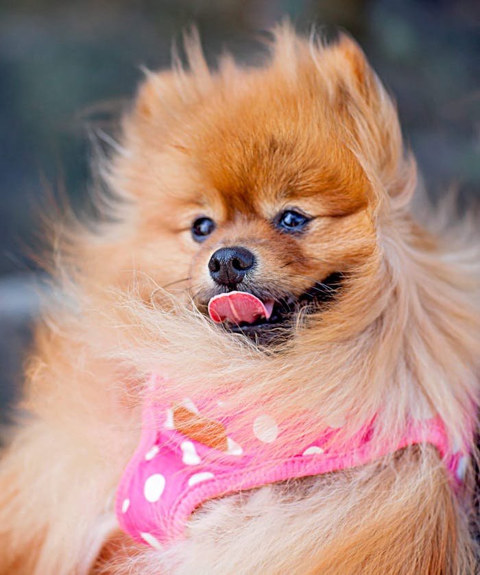 Adorable fluffy Pomeranian dog wearing a pink polka dot harness, showing playful and cute expression.