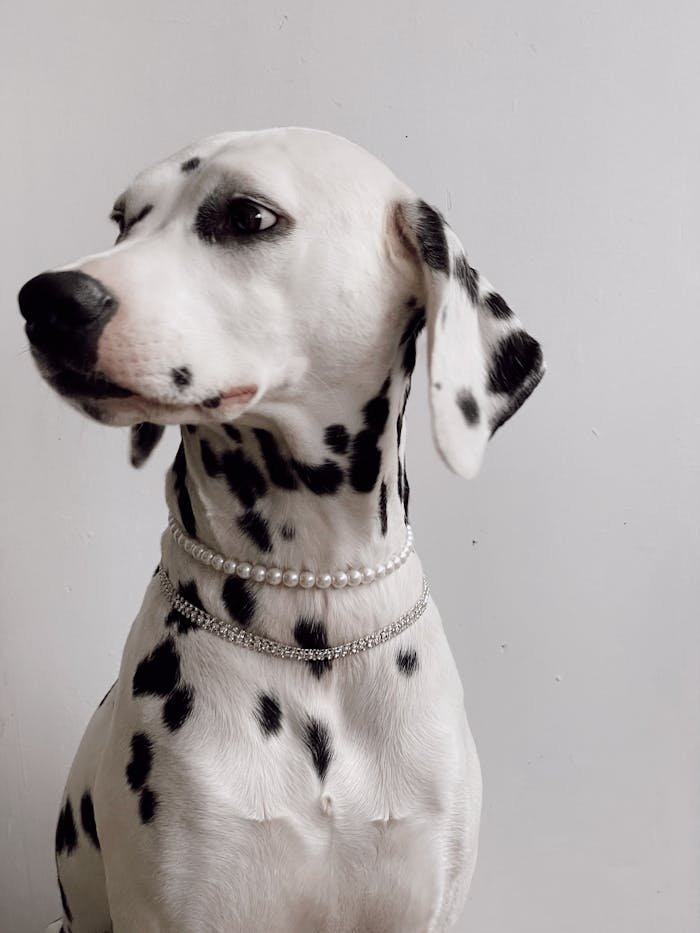 Charming Dalmatian dog adorned with pearls against a plain background.